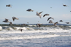 Möwen am Ostseestrand